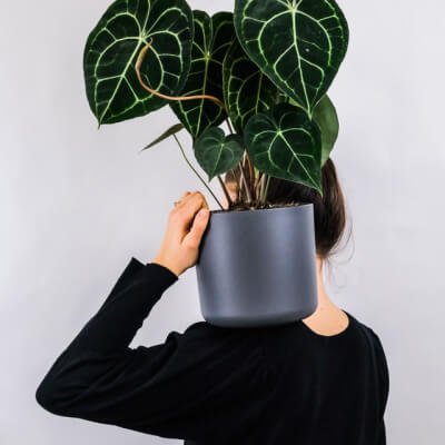 Plants Store Gallery Img 1 3