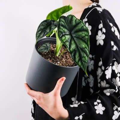 Plants Store Gallery Img 4 3