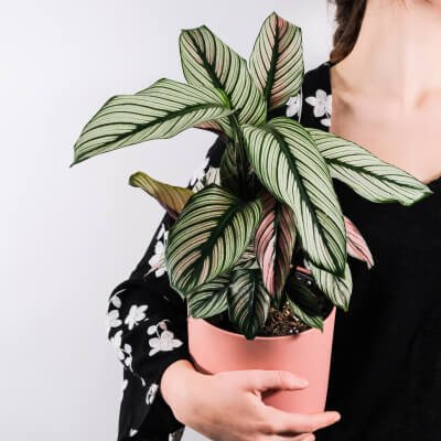 Plants Store Gallery Img 5 3